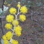 Acacia podalyriifolia Õis