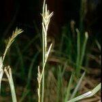 Carex pseudobrizoides その他の提案