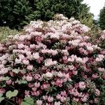 Rhododendron insigne Habit