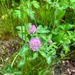 Trifolium pratense花