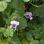 Viola hederacea പുഷ്പം