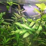 Hygrophila polysperma 整株植物