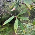 Hakea salicifolia Blatt