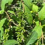 Syringa josikaea Fruit