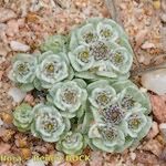Filago tyrrhenica 形態