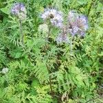 Phacelia tanacetifoliaFlower