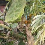 Solanum quitoense Fruit