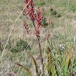 Aloe secundiflora Blomst