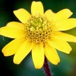 Sanvitalia procumbens Fula