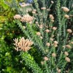 Ozothamnus leptophyllus Hoja