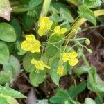 Epimedium × versicolor Cvet