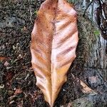 Coelocaryon preussii Hoja
