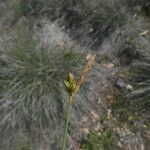 Carex halleriana Flower