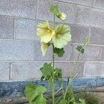 Alcea roseaFlower