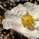 Cistus laurifolius Flower