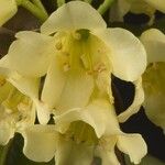 Rhododendron trichocladum Fleur