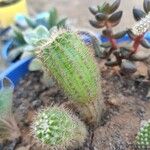 Echinopsis huascha Hoja