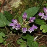 Prunella hastifolia Blüte