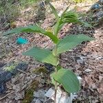 Epipactis helleborineBlad