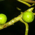 Ficus tonduzii Gyümölcs