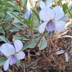 Viola arborescens പുഷ്പം