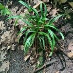 Carex plantaginea 叶