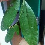 Virola kwatae Leaf