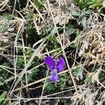 Viola aethnensis Flower