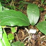 Tacca integrifolia Leaf