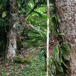 Stelis superbiens Hábito