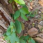 Paederia foetida Levél