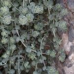Teucrium freynii Hábito