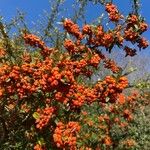 Pyracantha angustifolia Fruit