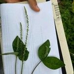 Cyathula prostrata Frucht