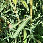 Lactuca saligna Leaf