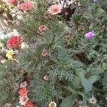 Ismelia carinata Flor