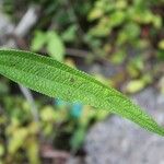 Boehmeria penduliflora Leaf