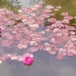 Nymphaea candida Flower