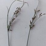 Juncus tenuisFruto