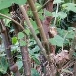 Montanoa hibiscifolia Feuille