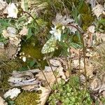 Saxifraga granulata Alkat (teljes növény)