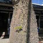 Ceiba chodatii Bark