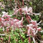 Rhododendron canescens Çiçek