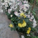 Chrysanthemum × grandiflorum 花