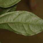 Glycydendron amazonicum Листок