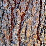 Pinus jeffreyi പുറംതൊലി