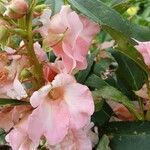 Impatiens balsamina Květ