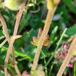 Saxifraga bulbifera Leaf