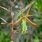 Dendrobium verruciferum Vrucht