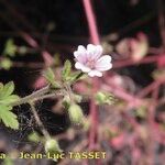 Geranium divaricatum Blomst